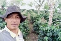 Rida Efendi salah seorang petani kopi Arabika
