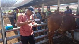 Kepala UPTD Inseminasi Buatan dan Inkubator Dinas Peternakan Aceh DR.Hendra Saputra S.Pt.MM sedang meninjau, memeriksa dan memperkenal Inovasi tehnologi visual inseminasi buatan pada sapi hasil IB disebuah peternakan sapi kawasan Aceh Besar