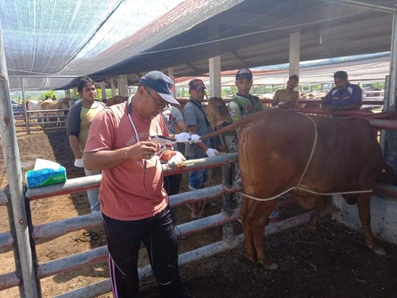 Kepala UPTD Inseminasi Buatan dan Inkubator Dinas Peternakan Aceh DR.Hendra Saputra S.Pt.MM sedang meninjau, memeriksa dan memperkenal Inovasi tehnologi visual inseminasi buatan pada sapi hasil IB disebuah peternakan sapi kawasan Aceh Besar