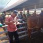 Kepala UPTD Inseminasi Buatan dan Inkubator Dinas Peternakan Aceh DR.Hendra Saputra S.Pt.MM sedang meninjau, memeriksa dan memperkenal Inovasi tehnologi visual inseminasi buatan pada sapi hasil IB disebuah peternakan sapi kawasan Aceh Besar