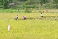 Petani sedang panen di sawah Blang Raya, Simpang Tiga, Aceh Besar, Rabu 21 Agustus 2024. | Foto: MC Aceh Besar