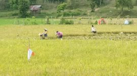 Petani sedang panen di sawah Blang Raya, Simpang Tiga, Aceh Besar, Rabu 21 Agustus 2024. | Foto: MC Aceh Besar