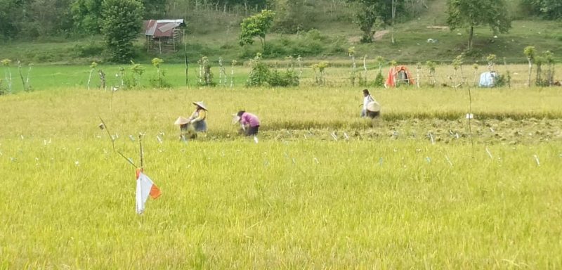 Petani sedang panen di sawah Blang Raya, Simpang Tiga, Aceh Besar, Rabu 21 Agustus 2024. | Foto: MC Aceh Besar