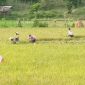 Petani sedang panen di sawah Blang Raya, Simpang Tiga, Aceh Besar, Rabu 21 Agustus 2024. | Foto: MC Aceh Besar