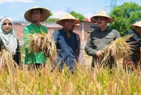 Sukses menerapkan program perluasan area tanam, Kadis Pertanian Kabupaten Aceh Besar Jakfar SP MSi, bersama masyarakat di Aceh Besar memanen padi, beberapa waktu lalu. Foto : Dok Distan Aceh Besar