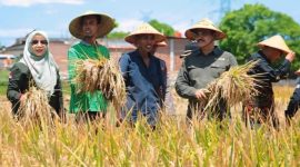 Sukses menerapkan program perluasan area tanam, Kadis Pertanian Kabupaten Aceh Besar Jakfar SP MSi, bersama masyarakat di Aceh Besar memanen padi, beberapa waktu lalu. Foto : Dok Distan Aceh Besar