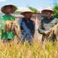 Sukses menerapkan program perluasan area tanam, Kadis Pertanian Kabupaten Aceh Besar Jakfar SP MSi, bersama masyarakat di Aceh Besar memanen padi, beberapa waktu lalu. Foto : Dok Distan Aceh Besar