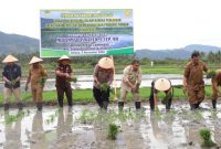 Pj Bupati Aceh Besar Muhammad Iswanto S.STP, MM, bersama Forkopimda Aceh Besar, melakukan penanaman padi perdana di Gampong Ateuk Lamphang, Kecamatan Simpang Tiga, pada Selasa (5/11/2024). Foto: Forkopim Pemkab Aceh Besar.
