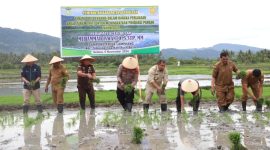 Pj Bupati Aceh Besar Muhammad Iswanto S.STP, MM, bersama Forkopimda Aceh Besar, melakukan penanaman padi perdana di Gampong Ateuk Lamphang, Kecamatan Simpang Tiga, pada Selasa (5/11/2024). Foto: Forkopim Pemkab Aceh Besar.