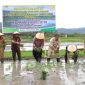 Pj Bupati Aceh Besar Muhammad Iswanto S.STP, MM, bersama Forkopimda Aceh Besar, melakukan penanaman padi perdana di Gampong Ateuk Lamphang, Kecamatan Simpang Tiga, pada Selasa (5/11/2024). Foto: Forkopim Pemkab Aceh Besar.