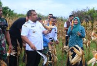 Pj Bupati Aceh Besar, Muhammad Iswanto didampingi Pj Ketua TP-PKK Aceh Besar, Danlanud SIM dan sejumlah pejabat lainnya melakukan panen jagung dalam rangka menjaga ketahanan pangan dan stabilitas harga di wilayah Aceh Besar di kebun jagung Lanud SIM, Blang Bintang, Aceh Besar, Rabu (8/1/2025).Foto : MC Aceh Besar