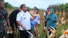 Pj Bupati Aceh Besar, Muhammad Iswanto didampingi Pj Ketua TP-PKK Aceh Besar, Danlanud SIM dan sejumlah pejabat lainnya melakukan panen jagung dalam rangka menjaga ketahanan pangan dan stabilitas harga di wilayah Aceh Besar di kebun jagung Lanud SIM, Blang Bintang, Aceh Besar, Rabu (8/1/2025).Foto : MC Aceh Besar