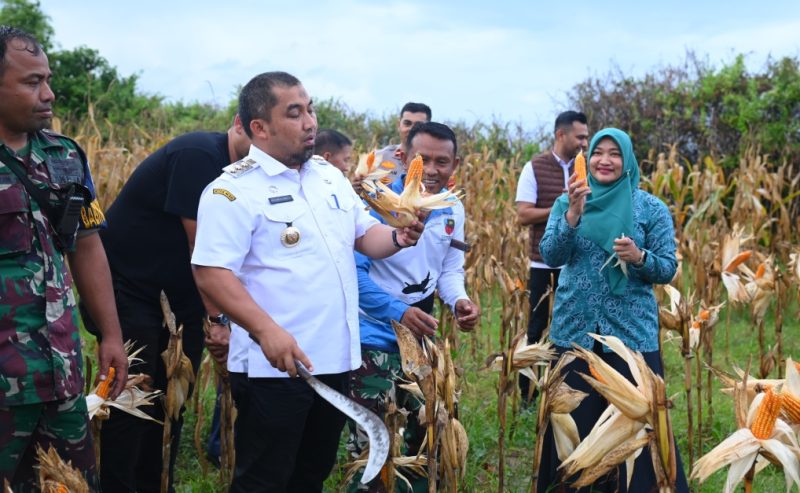 Pj Bupati Aceh Besar, Muhammad Iswanto didampingi Pj Ketua TP-PKK Aceh Besar, Danlanud SIM dan sejumlah pejabat lainnya melakukan panen jagung dalam rangka menjaga ketahanan pangan dan stabilitas harga di wilayah Aceh Besar di kebun jagung Lanud SIM, Blang Bintang, Aceh Besar, Rabu (8/1/2025).Foto : MC Aceh Besar