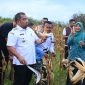 Pj Bupati Aceh Besar, Muhammad Iswanto didampingi Pj Ketua TP-PKK Aceh Besar, Danlanud SIM dan sejumlah pejabat lainnya melakukan panen jagung dalam rangka menjaga ketahanan pangan dan stabilitas harga di wilayah Aceh Besar di kebun jagung Lanud SIM, Blang Bintang, Aceh Besar, Rabu (8/1/2025).Foto : MC Aceh Besar