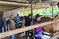 Kepala Bidang Peternakan Dinas Pertanian Aceh Besar Uzir S.Pt M.Si, bersama Petugas Kesehatan Hewan melakukan vaksinasi terhadap ternak masyarakat Blang Bintang, Aceh Besar, Selasa (4/2/2025). Foto : MC Aceh Besar
