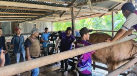 Kepala Bidang Peternakan Dinas Pertanian Aceh Besar Uzir S.Pt M.Si, bersama Petugas Kesehatan Hewan melakukan vaksinasi terhadap ternak masyarakat Blang Bintang, Aceh Besar, Selasa (4/2/2025). Foto : MC Aceh Besar