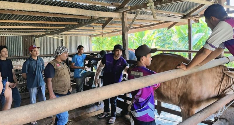 Kepala Bidang Peternakan Dinas Pertanian Aceh Besar Uzir S.Pt M.Si, bersama Petugas Kesehatan Hewan melakukan vaksinasi terhadap ternak masyarakat Blang Bintang, Aceh Besar, Selasa (4/2/2025). Foto : MC Aceh Besar