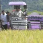 Gubernur Aceh, Muzakir Manaf melihat langsung panen raya padi serentak di Aceh Besar. (Foto: Humas Pemerintah Aceh)